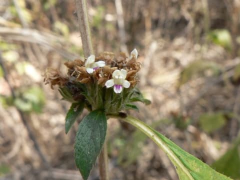 Duosperma crenatum