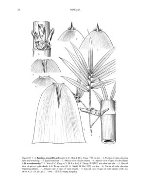 Bambusa remotiflora