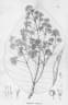 Simira glaziovii