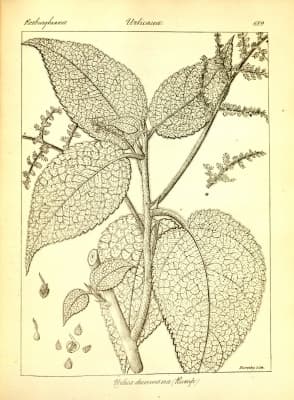 Laportea decumana