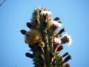 Pachycereus pecten-aboriginum