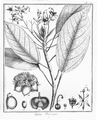 Sterculia pruriens