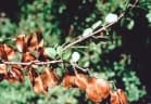 Bulnesia sarmientoi