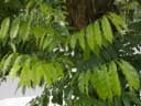 Andira inermis