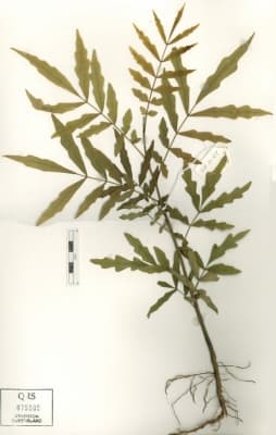 Dysoxylum papuanum