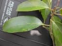 Nectandra coriacea