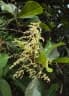 Meliosma simplicifolia