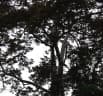 Pterospermum javanicum