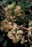 Syzygium forte