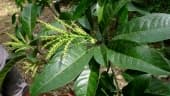 Senefeldera verticillata