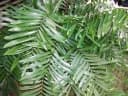 Zamia erosa