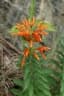 Leonotis leonurus