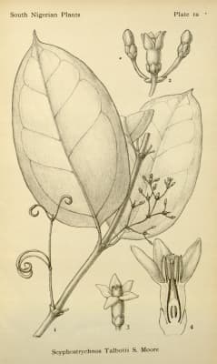 Strychnos camptoneura