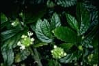 Elatostema reticulatum