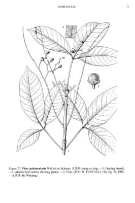 Vitex peduncularis