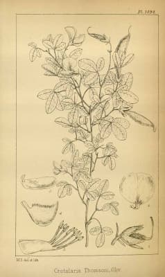 Crotalaria goodiiformis