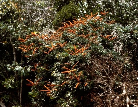 Dimorphandra macrostachya