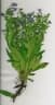 Cynoglossum amabile