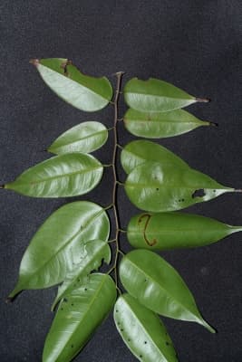 Hopea griffithii