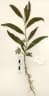 Acacia oraria