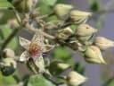 Rubus apetalus