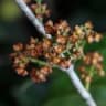 Cheiloclinium cognatum