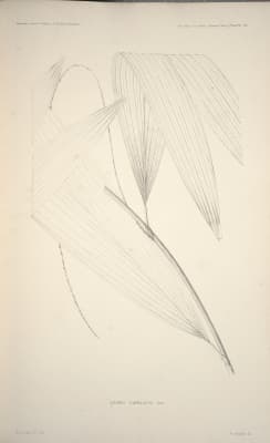 Calamus flabellatus