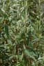 Persicaria lapathifolia