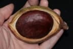 Callerya eriantha