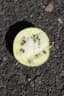 Citrullus colocynthis