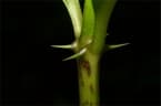 Acanthus ilicifolius
