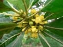 Uapaca guineensis