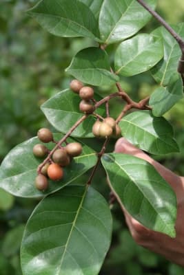 Sorindeia warneckei