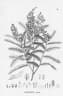 Machaerium aculeatum