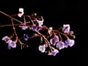 Bowdichia virgilioides