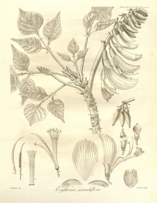 Erythrina subumbrans