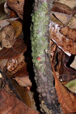 Anodendron candolleanum