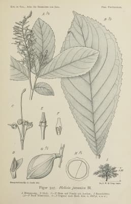 Helicia robusta