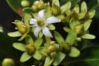 Asteropeia multiflora