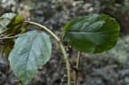 Ficus vogeliana