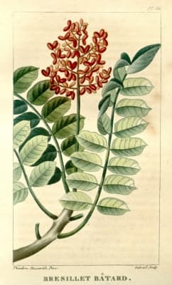 Picramnia guianensis