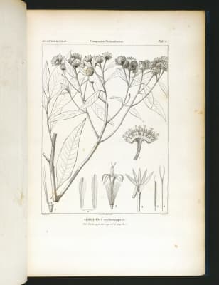 Eremanthus erythropappus