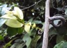 Ventilago madraspatana