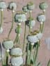 Papaver somniferum