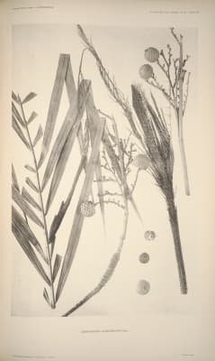 Daemonorops clemensiana