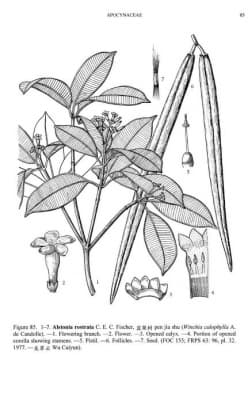 Alstonia rostrata