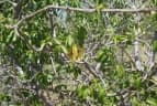 Combretum engleri