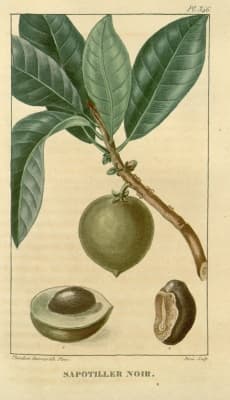 Sideroxylon sessiliflorum