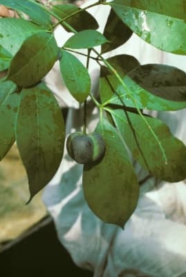 Hevea guianensis