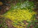 Cespedesia spathulata